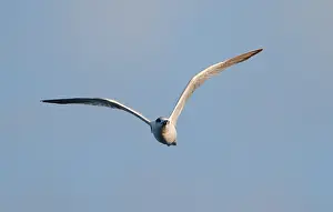 In Flight Bird Photos Drucke: Cabot's Tern, Sterna acuflavidus