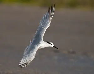 Bilder Datiert 7. November 2016: Cabots-Tern, Sterna acuflavidus