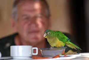 Brazilian Wildlife Drucke: Cactus Parakeet, Eupsittula cactorum