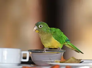 Wildlife In Brazil Drucke: Cactus Parakeet, Eupsittula cactorum