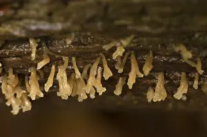 Bilder Datiert 15. September 2017: Calocera