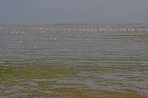 Camargue