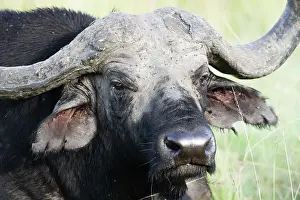 Syncerus Caffer Images Drucke: Cape buffalo, Syncerus caffer
