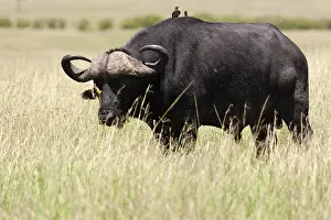 Syncerus Caffer Habitat Drucke: Cape buffalo, Syncerus caffer