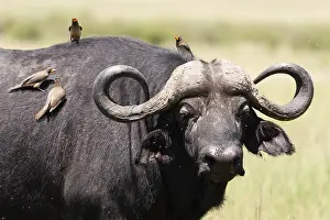 Syncerus Caffer Images Drucke: Cape buffalo, Syncerus caffer
