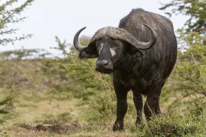 Masai Mara National Park Drucke: A Cape buffalo, Syncerus caffer