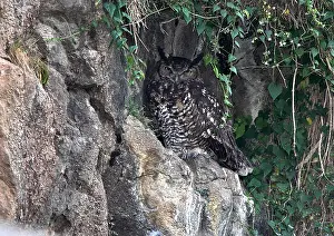 2009 Drucke: Kapfischgeier, Bubo capensis