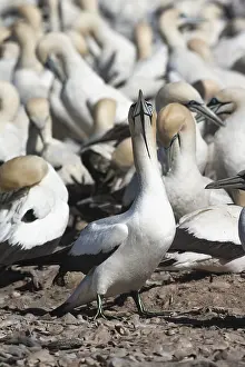 Cape Gannet Drucke: Cape Gannet, Morus capensis
