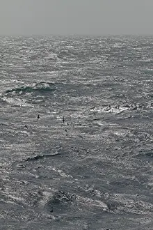 Bilder Datiert 12. November 2011: Kap-Petrel, Daption capense