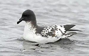 Avian Wildlife Photography Drucke: Cape Petrel, Daption capense