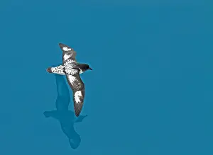 Southern Ocean Birds Drucke: Cape Petrel, Daption capense