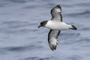 Sea Bird Species Drucke: Cape Petrel, Daption capense