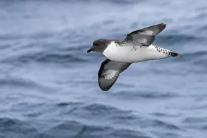 Birds Flying Over Water Drucke: Cape Petrel, Daption capense