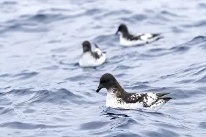 Pacific Ocean Seabirds Drucke: Cape Petrel, Daption capense australe