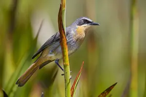 Daytime Animal Photos Drucke: Cape Robin-chat, Dessonornis caffer