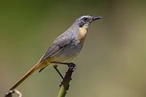 Western Cape Wildlife Drucke: Cape Robin-chat, Dessonornis caffer