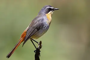 Western Cape Wildlife Drucke: Cape Robin-chat, Dessonornis caffer