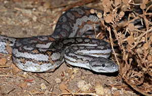 Bilder Datiert 28. Januar 2020: Teppichpython, Morelia spilota