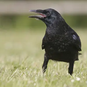 Carrion Crow Drucke: Carrion Crow calling