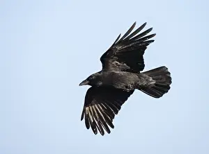 Dutch Nature Photography Drucke: Carrion Crow, Corvus corone