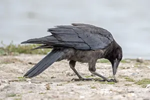 Black Bird Species Drucke: Carrion Crow, Corvus corone