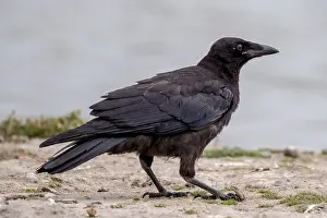 Corvus Corone Drucke: Carrion Crow, Corvus corone