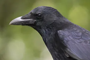 European Wildlife And Nature Drucke: Carrion Crow, Corvus corone