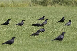 Nature Photography Holland Drucke: Carrion Crow, Corvus corone