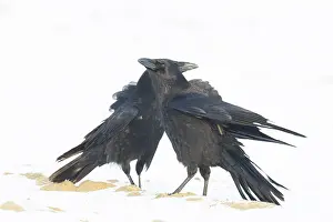 Wildlife In The Netherlands Drucke: Carrion Crow, Corvus corone
