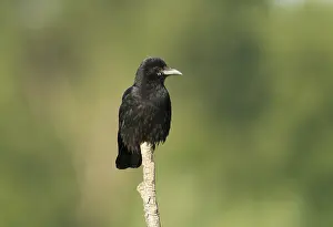 Corvid Bird Images Drucke: Carrion Crow;Corvus corone