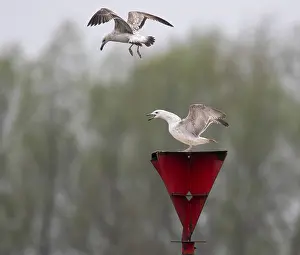 Netherlands Nature Photography Drucke: Caspian Gull, Larus cachinnans