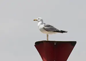 European Nature Reserve Birds Drucke: Caspian Gull, Larus cachinnans