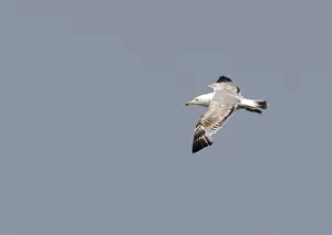 Outdoor Bird Photography Tips Drucke: Caspian Gull, Larus cachinnans