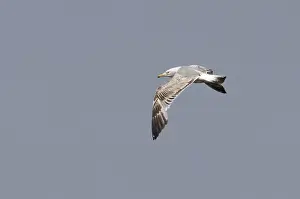 Blue Sky Bird Images Drucke: Caspian Gull, Larus cachinnans