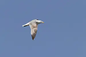 Netherlands Nature Photography Drucke: Caspian Gull, Larus cachinnans