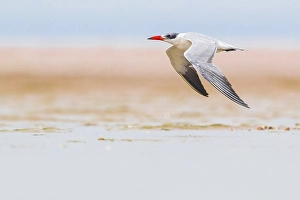 Bilder Datiert 19. April 2018: Kaspientern; Sterna caspia.