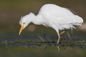 European Birdlife Drucke: Cattle Egret