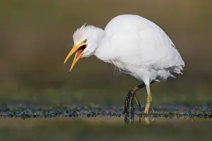 Daytime Wildlife Photos Drucke: Cattle Egret