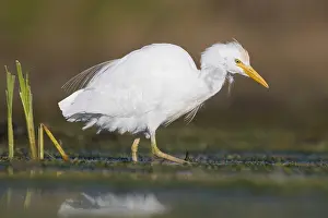 Marshland Wildlife Photography Drucke: Cattle Egret
