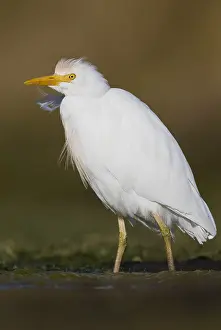 Nature Photography Italy Drucke: Cattle Egret