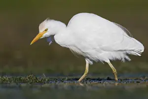Cattle Egret Drucke: Cattle Egret