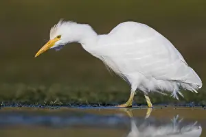 Nature Images Drucke: Cattle Egret