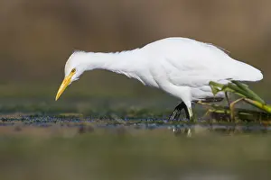 Cattle Egret Drucke: Cattle Egret