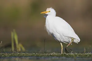 Nature Images Drucke: Cattle Egret