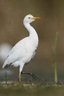 Cattle Egret Drucke: Cattle Egret