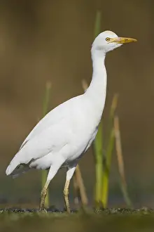 Wildlife Animals Drucke: Cattle Egret