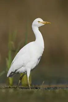 Nature Portrait Photography Drucke: Cattle Egret
