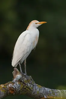 Cattle Egret Drucke: Cattle Egret