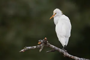 Nature Wildlife Photos Drucke: Cattle Egret