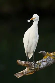 Cattle Egret Drucke: Cattle Egret
